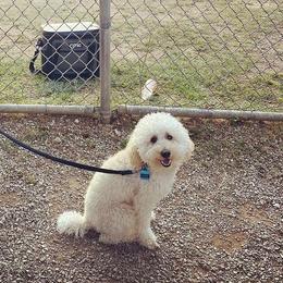 Aussiedoodle and Goldendoodle Puppies from Jackson County Doodles