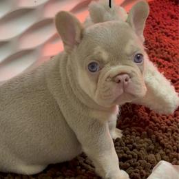 Almond Joy - Tricolors male French Bulldog puppy in Boyne City, Michigan from Gichigami French Bulldogs