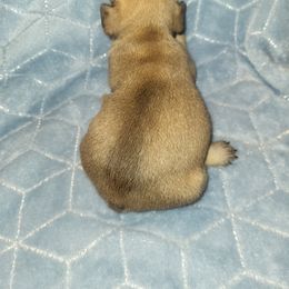 French Bulldog Puppies from Lake Martin Fancy Frenchies