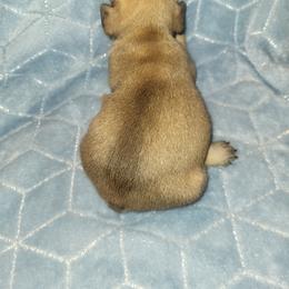 French Bulldog Puppies from Lake Martin Fancy Frenchies