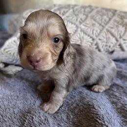Boy 4 - Dapple male Dachshund puppy in Fieldbrook, California from Honeydox Miniature Dachshunds