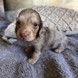 Boy 4 - Dapple male Dachshund puppy in Fieldbrook, California from Honeydox Miniature Dachshunds