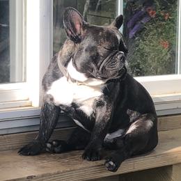 Ford  - French Bulldog