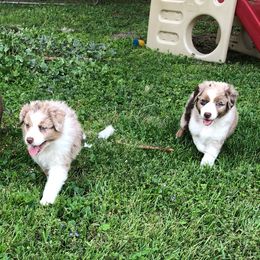 Aussiedoodles, Australian Shepherds, Miniature Australian Shepherds, and Poodles from Lightning K Kanine’s