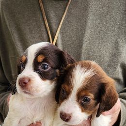 "Girls " English Springer Spaniel Puppies from Jackpine Forest Springers