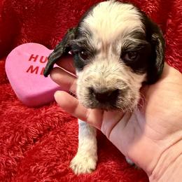 Girl 1 - female English Springer Spaniel puppy in Madison, Indiana from McCollough's Pawsome Spaniels and Danny's Delightful Dachshunds