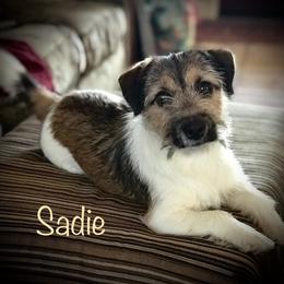 Russell Terrier Puppies from Rose In Vale