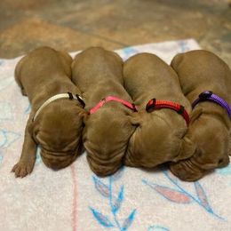 Vizsla Puppies from Kayla Peters' Vizslas