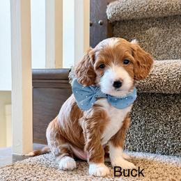 Black Male - Black male Goldendoodle puppy in Springville, Utah from JW Doodles