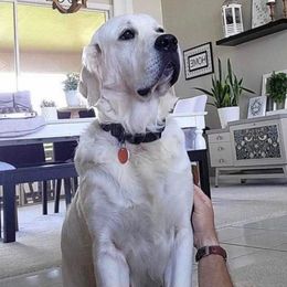 Sergeant - Golden Retriever