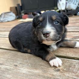 Rey - Black tri-color female Australian Shepherd puppy in Yelm, Washington from Country Rose Australian Shepherds