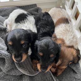 Dachshund Puppies from The Teacup Homestead Miniature Dachshunds