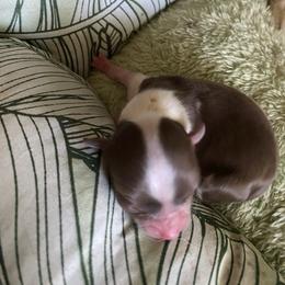 Godiva - Chocolate and white female Chihuahua puppy in Red Bluff, California from Aye Chihuahua