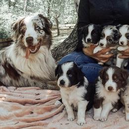 Australian Shepherds from Ash-Land Aussies