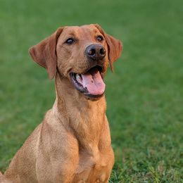 Bren  - Labrador Retriever