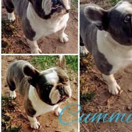 Cummins - French Bulldog