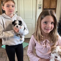 Havanese puppies from A Royal Havanese Court