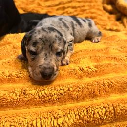 Han - Dapple male Dachshund puppy in Meridian, Id 83646 3658, Idaho from Boise Best Mini Dachshunds
