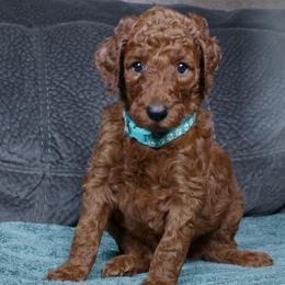 Hadley - Red  female Poodle puppy in Abilene, Texas from Mesquite Kennels