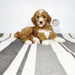 Aussiedoodle and Goldendoodle Puppies from Dandy Doodle Ranch