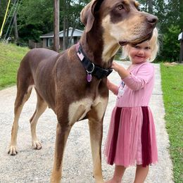 Luna - Great Dane