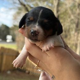 Princess Fiona - Piebald female Dachshund puppy in Kilgore, Texas from The Barefield Doxies