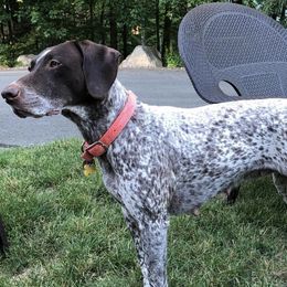 German Shorthaired Pointers from Eartheart Breeders