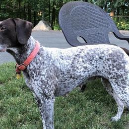 German Shorthaired Pointers from Eartheart Breeders