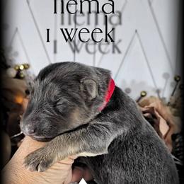 Tiama - Blue female German Shepherd puppy in Sequim, Washington from German Shepherd Haus