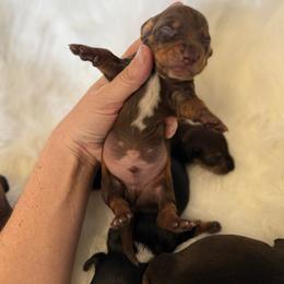 Boy 2 - Chocolate and tan male Dachshund puppy in Montrose, Michigan from Livy’s Doodles