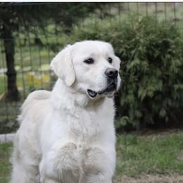Golden Retriever puppies from Golden Bundles