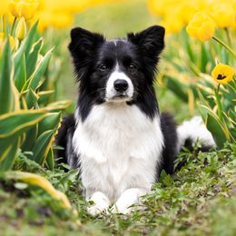 Token - Border Collie