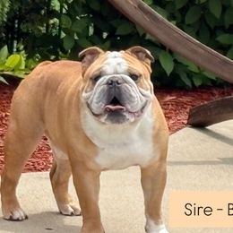 Bulldogs from Teddy Bear Bulldogs