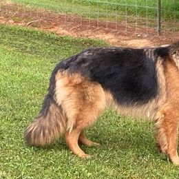 German Shepherds from P & P SHEPHERDS