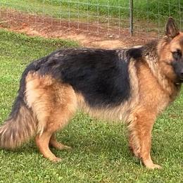 German Shepherds from P & P SHEPHERDS