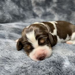 Benjamin - Liver white and roan male English Springer Spaniel puppy in Battle Creek, Michigan from Eden Springer Spaniels