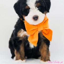 Lana - Black tri-color female Aussiedoodle puppy in Diamond Bar, California from Furrytaildoodles
