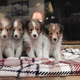 Shetland Sheepdog Puppies from mvshelties