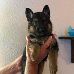 Niko - Black and tan male German Shepherd puppy in Florida from Best Shepherds