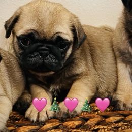 Girl 2 - Fawn female Pug puppy in Mayo, Florida from Lyons Heart Pups