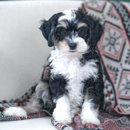 Willow (socialization program student) - Tri-color female Bernedoodle puppy in Dundee, Ohio from Down Home Doodle