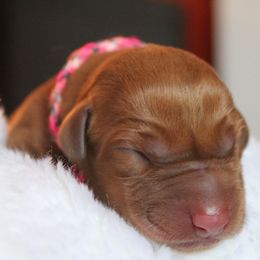 Labrador Retriever Puppies from Triple Creek Kennel