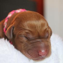 Labrador Retriever Puppies from Triple Creek Kennel