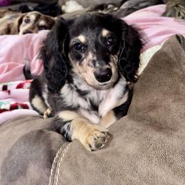 Stella - Dapple female Dachshund puppy in Hornbeck, Louisiana from A&Z Mini Dachshunds