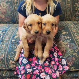Golden Retriever Puppies from Eagle Ridge Golden Retrievers