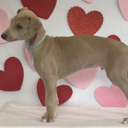 Boy 1 - Blue fawn Greyhound puppy in St. Louis, Missouri from Velocitas Greyhounds