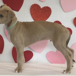 Boy 1 - Blue fawn Greyhound puppy in St. Louis, Missouri from Velocitas Greyhounds