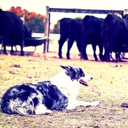 Border Collies from C Bar Ranch