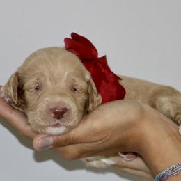 Burgundy - Caramel female Australian Labradoodle puppy in Milton, North Carolina from Good Day Doodles