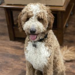 Teddy - Bernedoodle
